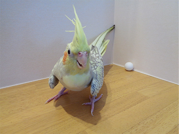 今月の写真